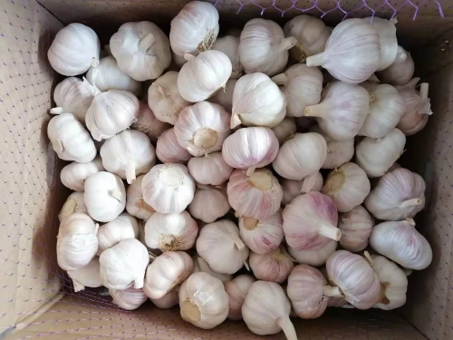 Normal White Garlic 10kg/ctn