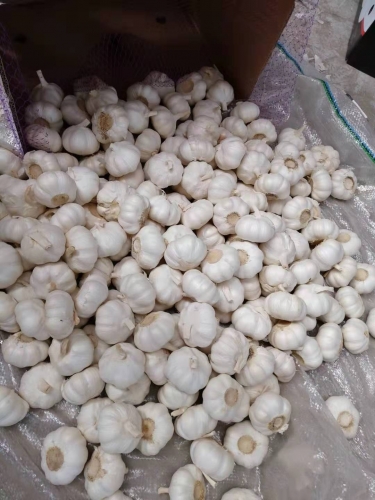 Fresh Ginger