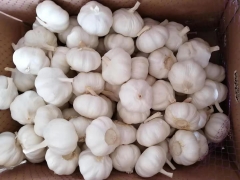 Pure White Garlic 10kg/ctn