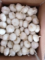 Pure White Garlic 10kg/ctn