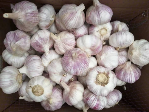 Yellow Onion