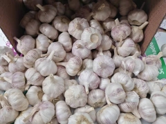 Normal White Garlic 10kg/ctn