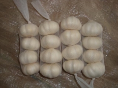 Pure White Garlic 4pcs/bag, 10kg/bag