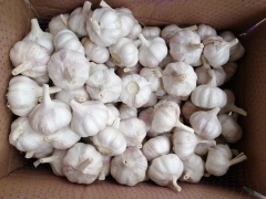 Normal White Garlic 10kg/ctn