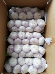 Normal White Garlic, 1kgx10bags/carton