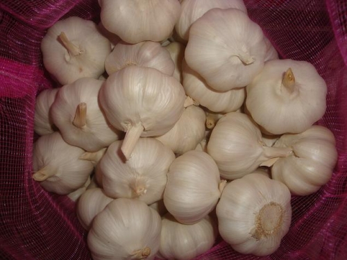 Pure White Garlic 10kg/bag or 20kg/bag