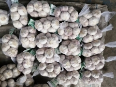 Normal White Garlic, 400gx25bags/mesh bag