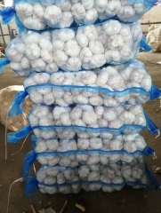 Normal White Garlic, 400gx25bags/mesh bag