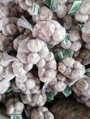 Normal White Garlic, 400gx25bags/mesh bag