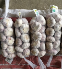 Normal White Garlic, 1kgx10bags/carton