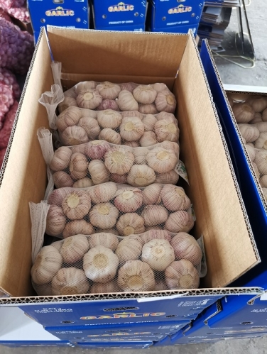 Pure White Garlic
