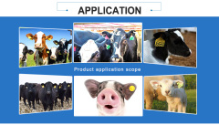 Etiqueta de oído RFID UHF Animal de oveja de vaca de cabra de cerdo personalizada para el ganado