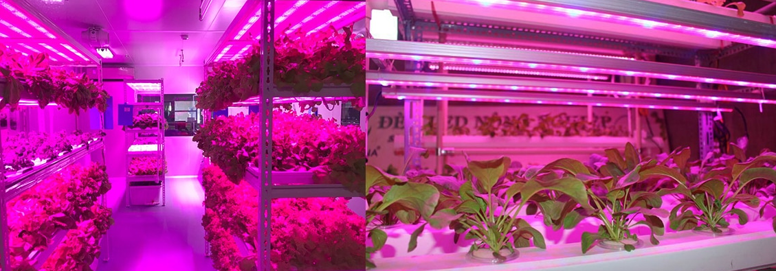 Is The LED Grow Lights Really Useful? – ledtopplus