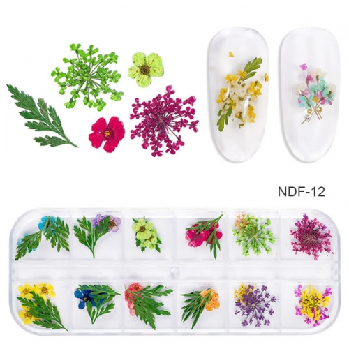 NDF-12 12 Colors Set Pressed Ammi Majus Dry Plants for Epoxy Real Flowers Dried