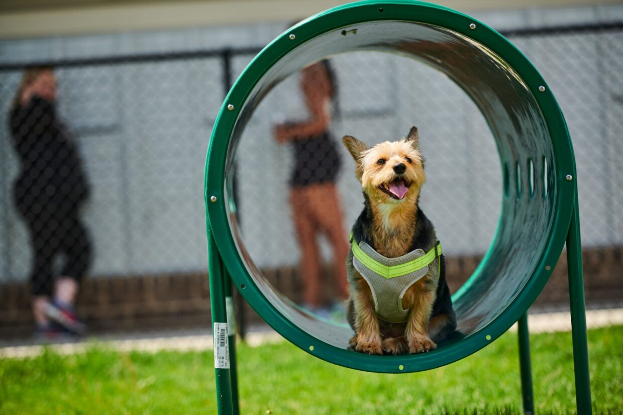 Dog agility equipment crawl tunnel