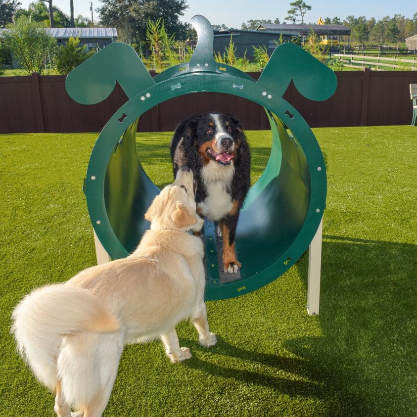 Dog agility equipment crawl tunnel
