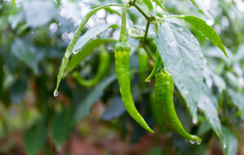 Pepper-Main Pest and Disease Control Method