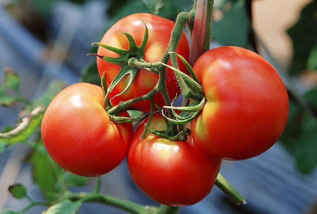 How to store tomatoes safely?