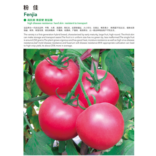 Fenjia