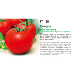 Hongjia