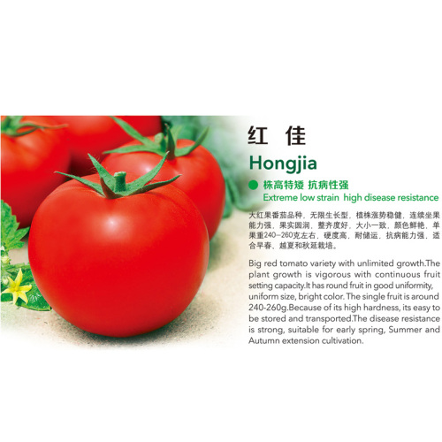 Hongjia