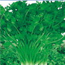 Thai heat-resistant coriander