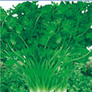 Thai heat-resistant coriander