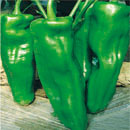 Extra large horn pepper