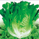 Italian lettuce