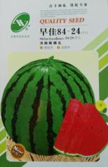 Zaojia84-24 rock sugar unicorn melon