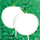 Round white card