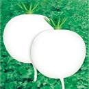 Round white card