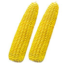 Waxy Yellow Corn Seeds