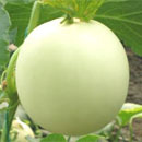 White sweet Round Shape White Honey Dew Melon Seeds