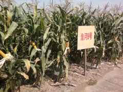 HUAIHE NO.8