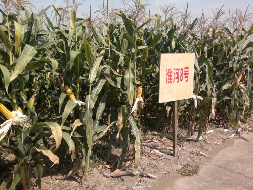 HUAIHE NO.8