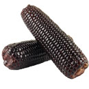 Fresh Black Corn Seeds
