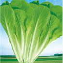 Four Seasons Golden Cabbage