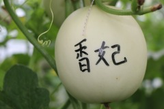 HFSM010 Round White Hami Seeds