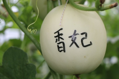 HFSM010 Round White Hami Seeds