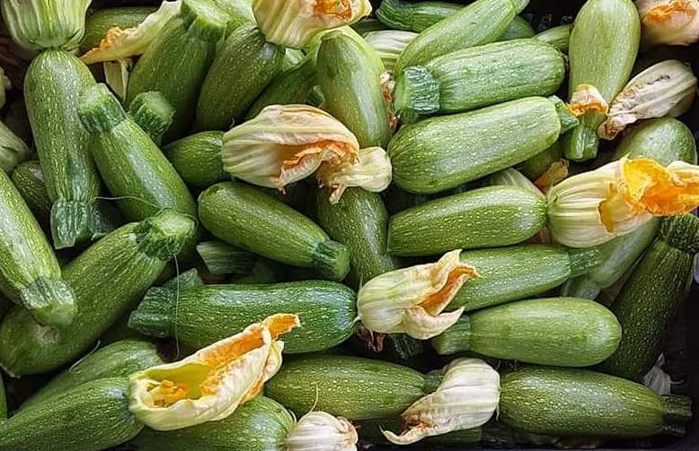Chinese F1 Hybrid Green Summer Lamp Squash /Zucchini Seeds