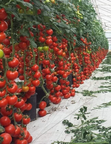 ★TAMATO★ Indeterminate Big Red Tomato Seeds