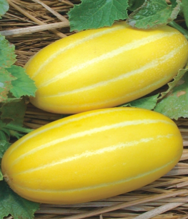 Yellow sweet honey