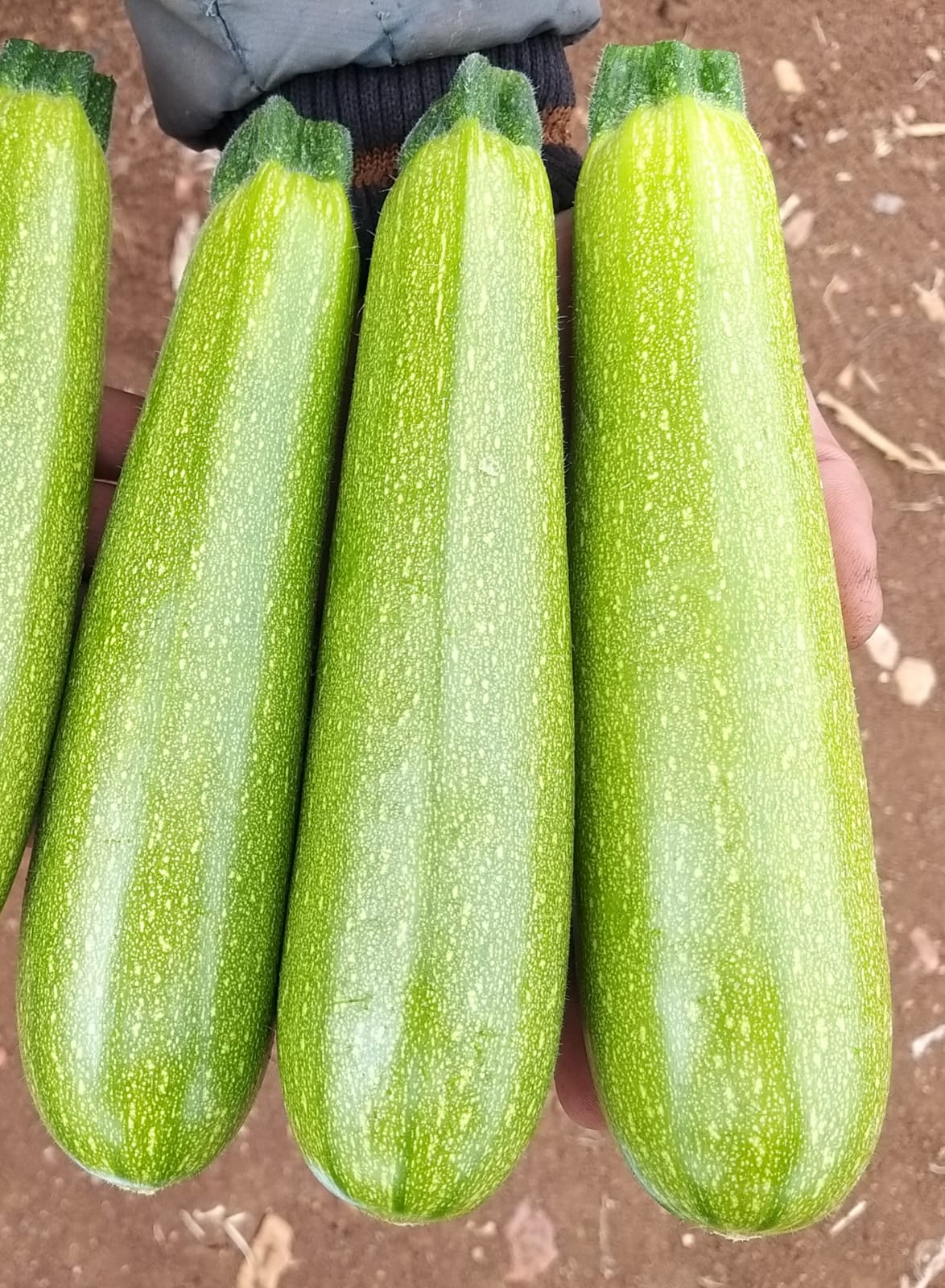 Chinese F1 Hybrid Green Late Summer Squash/Zucchini Seeds,summer squash