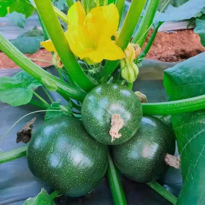 Round Squash /Dark Green Zucchini Seeds Hot Temperature Hybrid F1 Seed for Sale