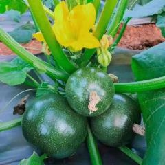 Round Squash /Dark Green Zucchini Seeds Hot Temperature Hybrid F1 Seed for Sale