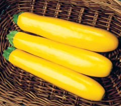 Chinese Yellow Skin Hybrid Squash/Zucchini Seeds