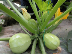 Round Light Green Color Summer Squash Zucchini Seeds