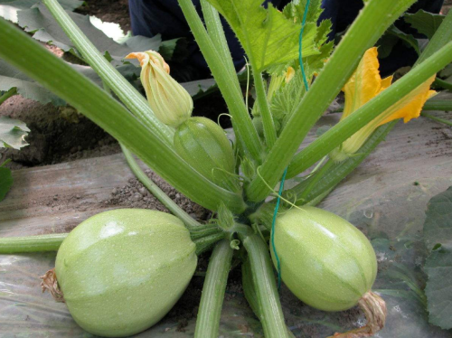 Round Light Green Color Summer Squash Zucchini Seeds