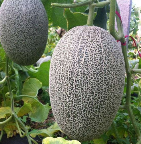 Sweet F1 Oval Green Hami Seeds